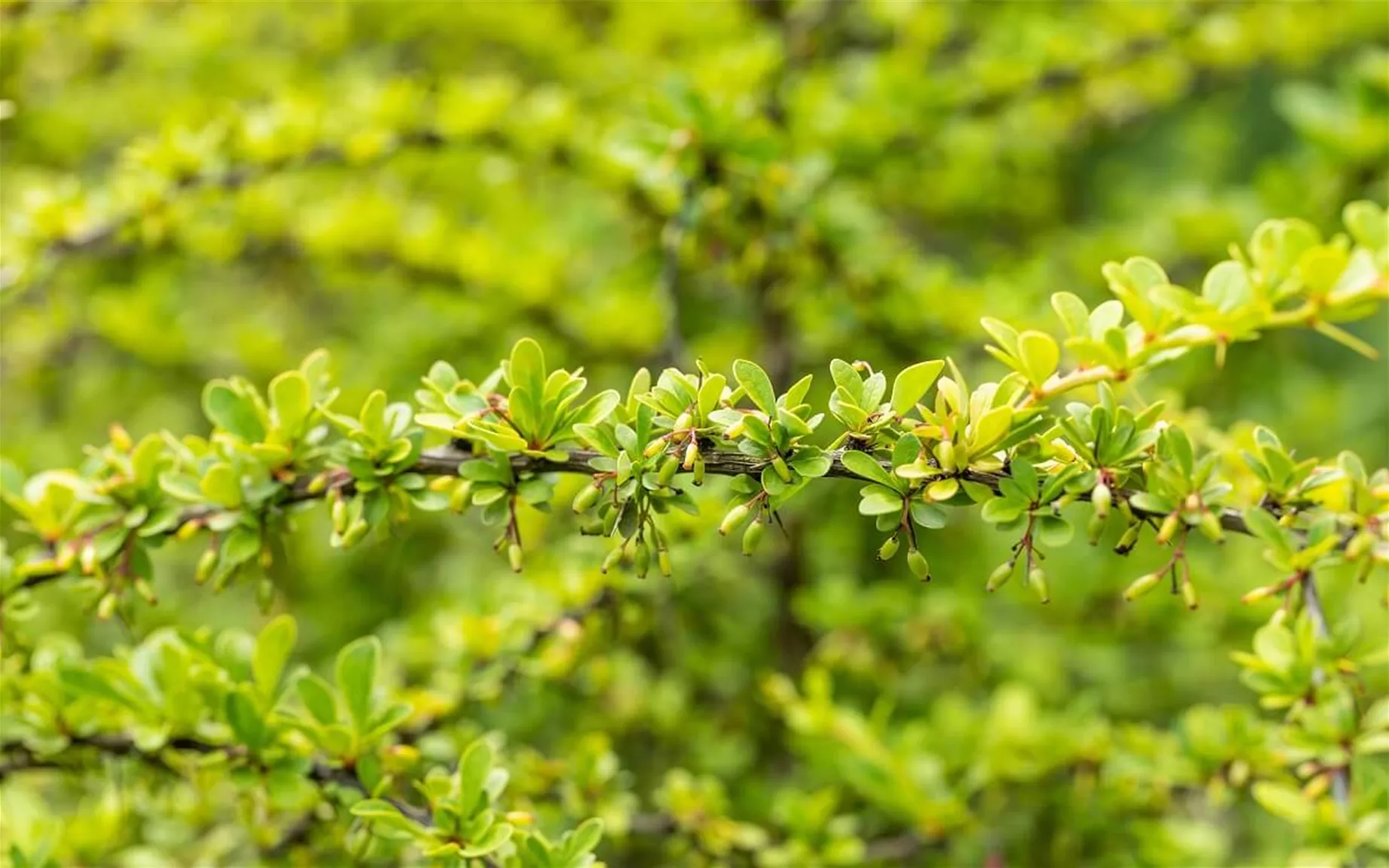 Blickdichte Hecke bienenfreundlich: Berberis thunbergii.jpg