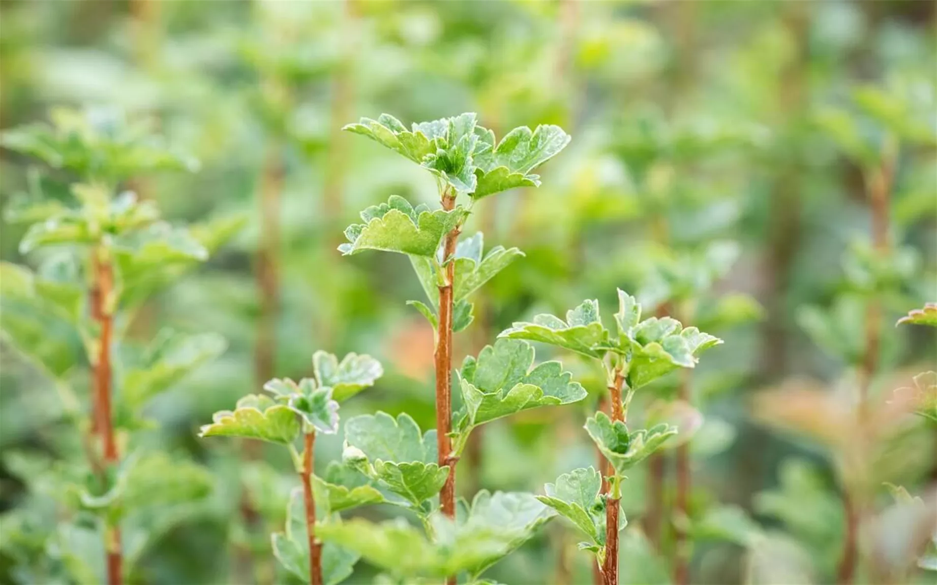 Bienenfreundliche Hecken mit Ribes alpinum.jpg