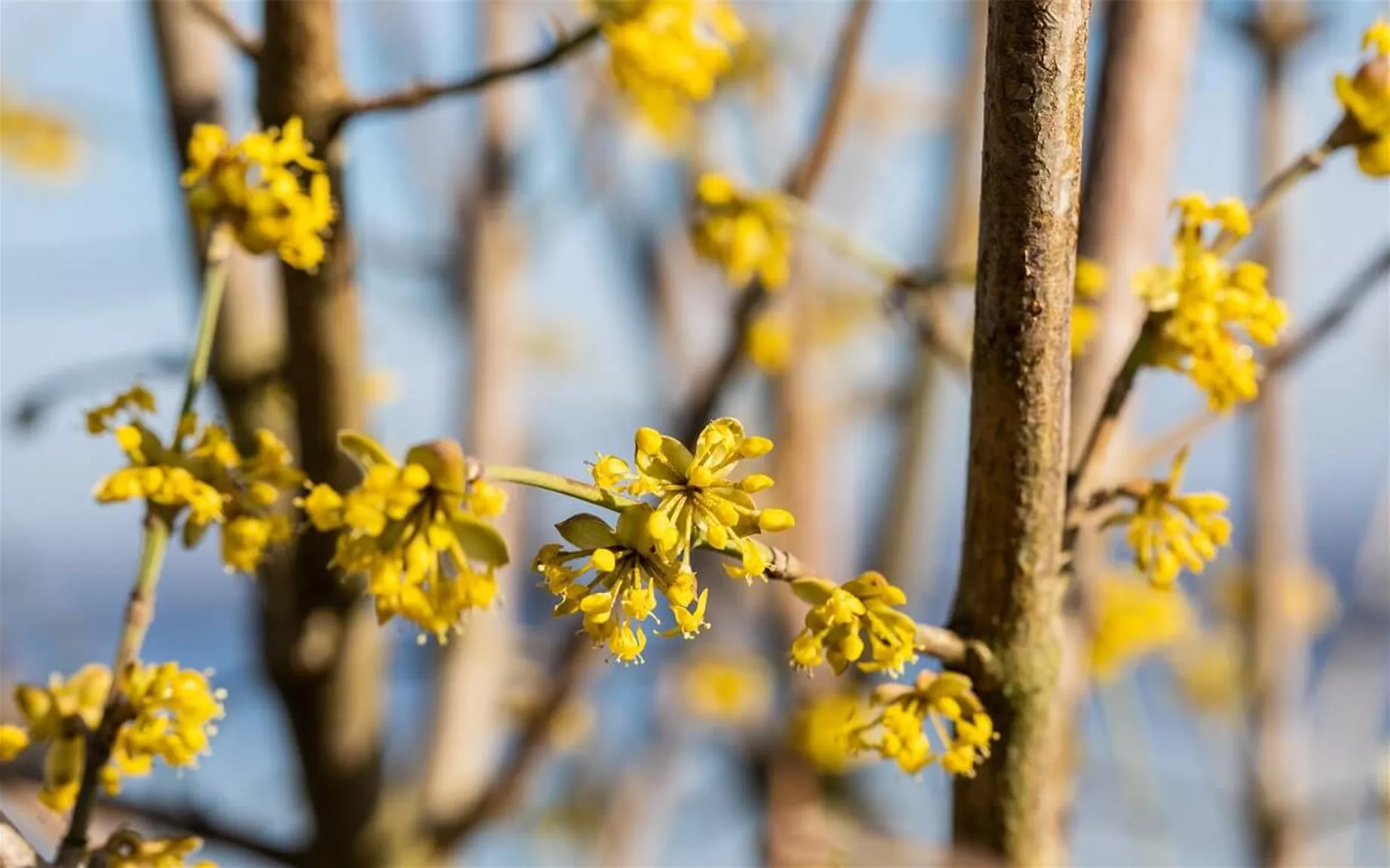 Bienenfreundliche Hecke Cornus mas.jpg