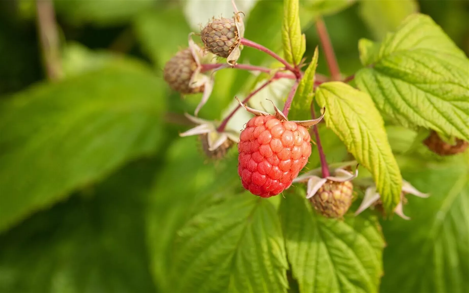 Rubus idaeus als bienenfreundliche Hecke.jpg