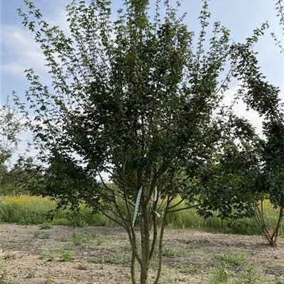 Schirmform 400 - 450cm VK24-7027 1580 - Feldahorn - Acer campestre - Collection