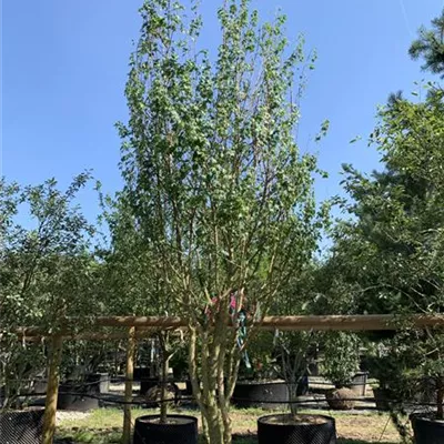 Schirmform 400 - 450cm VK24-7027 1580 - Feldahorn - Acer campestre - Collection