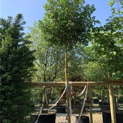 Hochstamm 25-264 916 - Feldahorn - Acer campestre - Collection