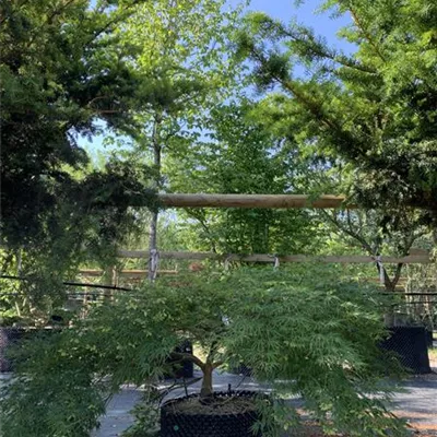 Solitär 25-305 - Grüner Schlitzahorn - Acer palmatum 'Dissectum' - Collection