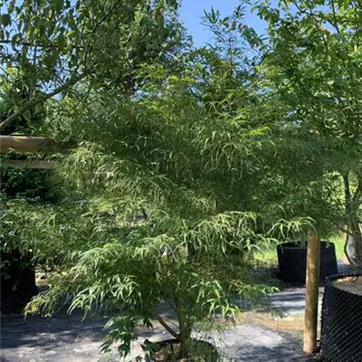 Solitär 100 - 125 25-286 - Acer palmatum 'Koto No Ito' - Collection