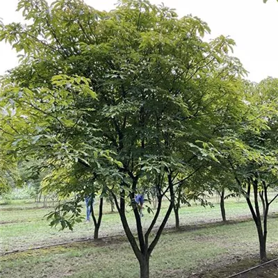 Charakterbaum 350-400 VK24-7056 2720 - Kastanie 'Penduliflora' - Aesculus mutabilis 'Penduliflora' - Collection