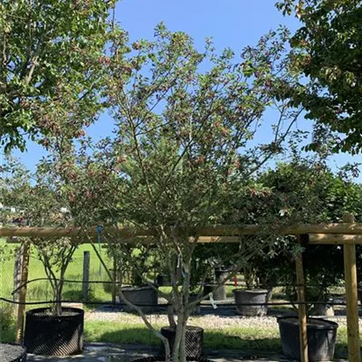 Schirmform 25-217 1460 - Kupfer-Felsenbirne - Amelanchier lamarckii - Collection