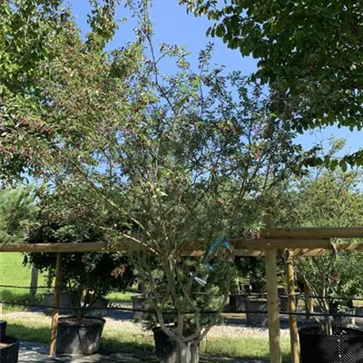 Schirmform 25-215 1460 - Kupfer-Felsenbirne - Amelanchier lamarckii - Collection