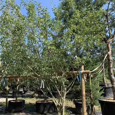 Schirmform 25-208 1460 - Kupfer-Felsenbirne - Amelanchier lamarckii - Collection
