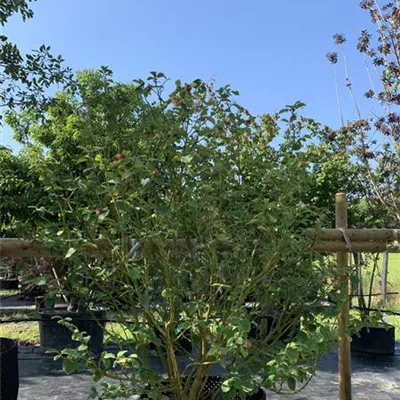 EXC 225-250 313.250 1326 - Sommermagnolie - Magnolia sieboldii - Collection