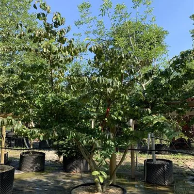 Schirmform 25-253 2950 - Eisenbaum - Parrotia persica - Collection