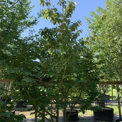 Schirmform 25-245 2150 - Eisenbaum - Parrotia persica - Collection