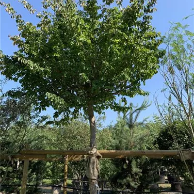 Hochstamm 25-214 3850 - Eisenbaum - Parrotia persica - Collection