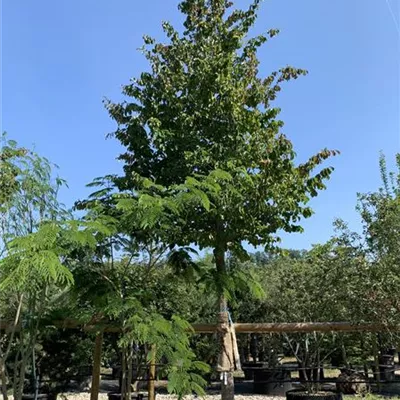 Hochstamm 25-212 3850 - Eisenbaum - Parrotia persica - Collection
