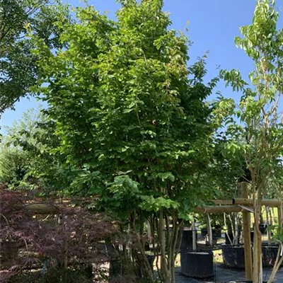 Schirmform 25-289 2861 - Eisenbaum 'Vanessa' - Parrotia persica 'Vanessa' - Collection