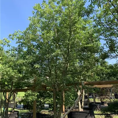 Schirmform 25-255 3950 - Flaumeiche - Quercus pubescens - Collection