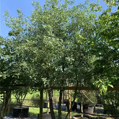 Schirmform 25-256 3950 - Flaumeiche - Quercus pubescens - Collection