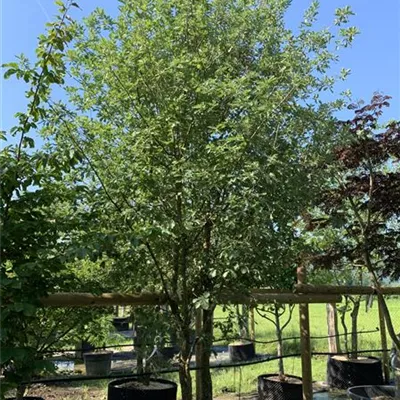 Schirmform 25-244 3950 - Flaumeiche - Quercus pubescens - Collection