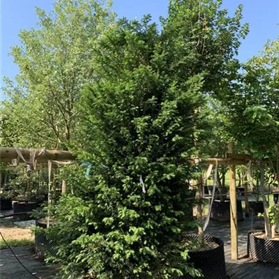 Solitär 25-263 1250 - Heimische Eibe - Taxus baccata - Collection