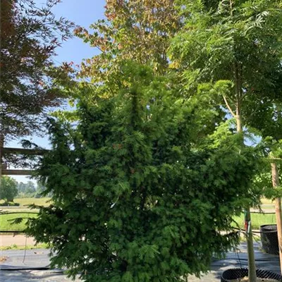 Solitär / EXC 150-175 HP24-715 585 - Eibe 'Hillii' - Taxus media 'Hillii' - Collection