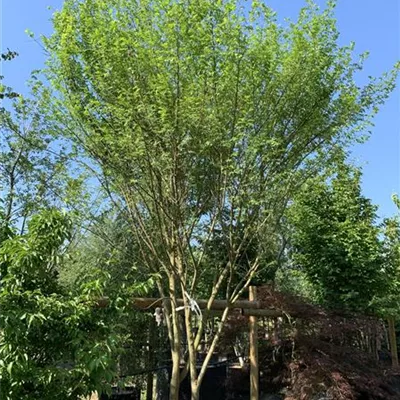 Solitär 400-450 VK24-9020 1550 - Chinesische Ulme - Ulmus parvifolia - Collection