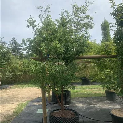 Solitär 175-200 24-E05-E09 1100 - Zimt-Ahorn - Acer griseum - Collection