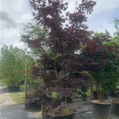MB 450-500 312.204 4700 - Roter Fächerahorn 'Bloodgood' - Acer palmatum 'Bloodgood' - Collection