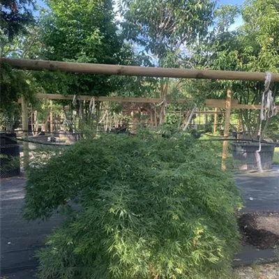 Solitär 25-304 - Grüner Schlitzahorn - Acer palmatum 'Dissectum' - Collection