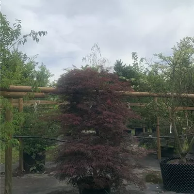 Solitär WA314-133 1248 - Dunkelroter Schlitzahorn 'Dissectum Garnet' - Acer palmatum 'Dissectum Garnet' - Collection