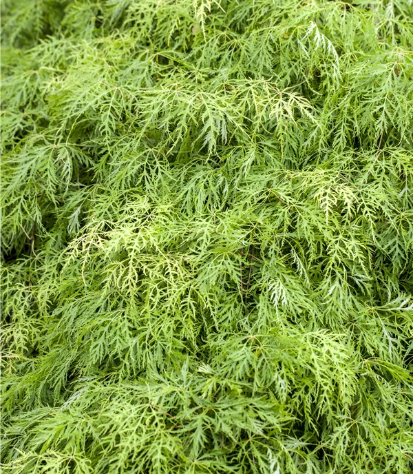 Acer palmatum 'Dissectum Green Globe' - Collection