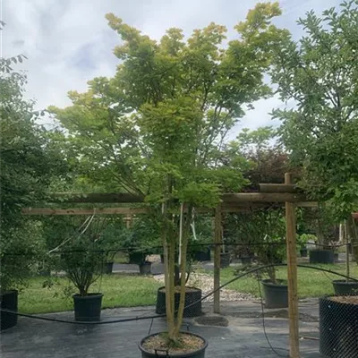 Schirmform 250-275 WA312-108 2350 - Japanischer Goldahorn 'Aureum' - Acer shirasawanum 'Aureum' - Collection
