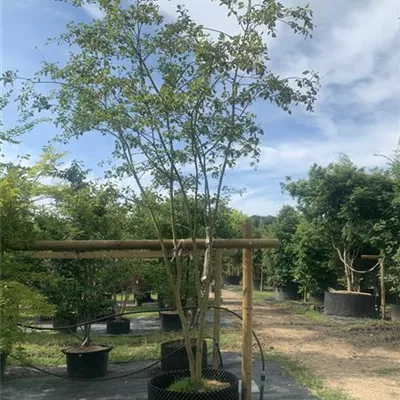 Schirmform WA314-300 1550 - Felsenbirne 'Ballerina' - Amelanchier 'Ballerina' - Collection