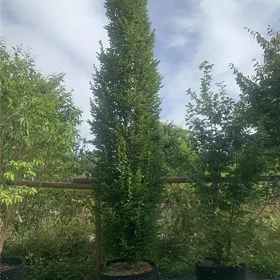 Solitär WA314-135 1640 - Pyramiden-Hainbuche 'Fastigiata' - Carpinus betulus 'Fastigiata' - Collection