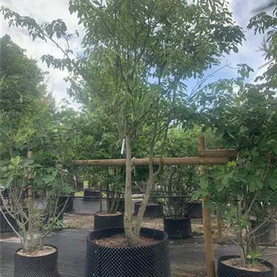 Schirmform 150-200 x 300-350 24-B33 2090 - Hoher Etagen-Hartriegel - Cornus controversa - Collection