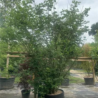 Solitär 300-350 WA312-114 450 - Waldhasel - Corylus avellana - Collection