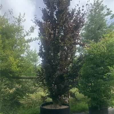 Solitär / EXC 400-450 HP24-355 2545 - Säulen-Blutbuche 'Dawyck Purple' - Fagus sylvatica 'Dawyck Purple' - Collection