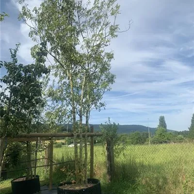 Schirmform 450-475 313.261 WA 2150 - Blumenesche - Fraxinus ornus - Collection