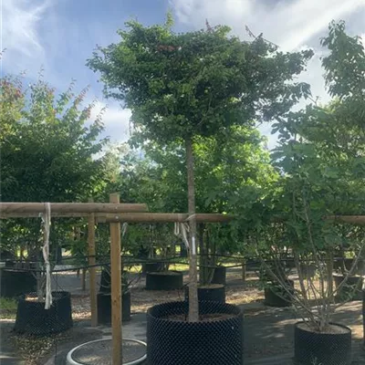 Hochstamm 20-25 24-A59 1640 - Fächerblattbaum 'Mariken' - Ginkgo biloba 'Mariken' - Collection