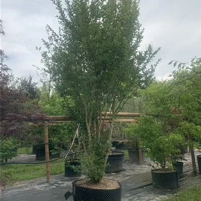 Schirmform WA313-430 2950 - Chinesische Kräuselmyrte 'Maité Red' - Lagerstroemia indica 'Maité Red' - Collection