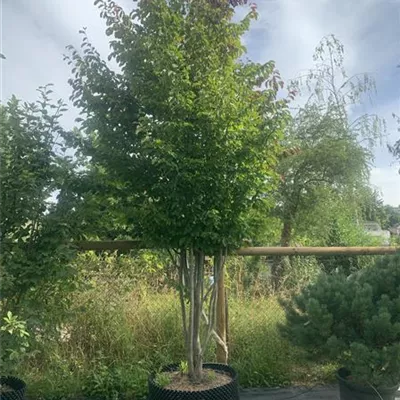 Schirmform 250 - 300, 22-31C 2950 - Eisenbaum 'Vanessa' - Parrotia persica 'Vanessa' - Collection