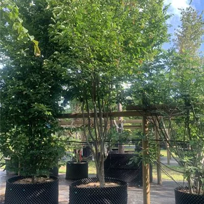 Schirmform 300/350 SCH23-001 - Eisenbaum 'Vanessa' - Parrotia persica 'Vanessa' - Collection