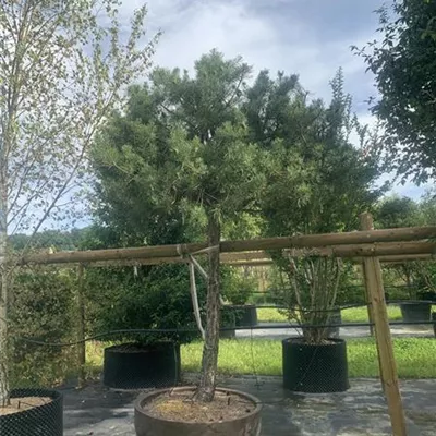 Hochstamm, Stammhöhe 160cm 25-30 311.155 1641 - Kiefer - Pinus sylvestris - Collection