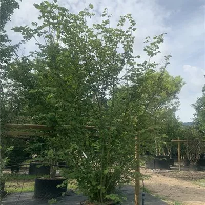 Solitär / EXC 300-350 WA312-110 450 - Waldhasel - Corylus avellana - Collection