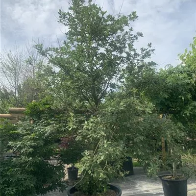 Solitär 300-350 BO23-013 2750 - Flaumeiche - Quercus pubescens - Collection