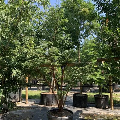 Schirmform VK24-002 1377 - Zimt-Ahorn - Acer griseum - Collection