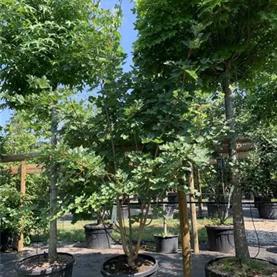 Schirmform 25-022 450 - Schneeballahorn - Acer opalus - Collection