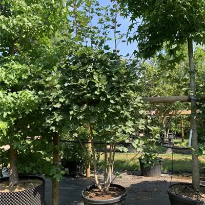Schirmform 25-023 450 - Schneeballahorn - Acer opalus - Collection