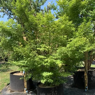 Schirmform Nr. HP23-111 1183 - Fächerahorn - Acer palmatum - Collection