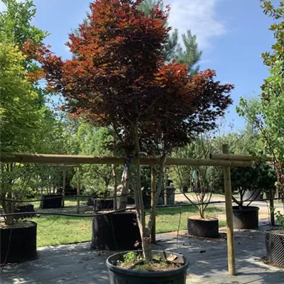 Schirmform 250-300 VK24-7016 2085 - Roter Fächerahorn 'Bloodgood' - Acer palmatum 'Bloodgood' - Collection