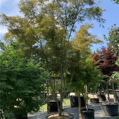 Schirmform VK24-7015 4600 - Acer palmatum 'Linearilobum' - Collection